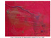 La vie en rose 12